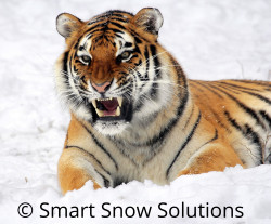 Smart Snow Solutions LLC
