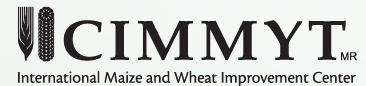 CIMMYT
