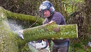 Chop Chop Tree