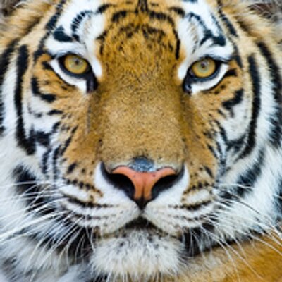 Tiger Correctional Svcs
