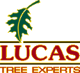 John Lucas Tree Expert