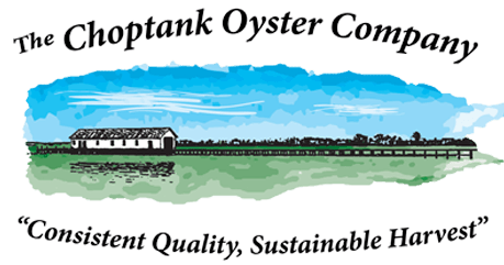 Choptank Oyster