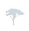 Acacia Asset Management